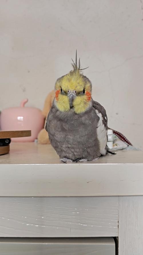 玄凤训练吹口哨最佳歌曲_玄凤学吹哨,选曲耐心教,增感情 玄凤训练吹口哨最佳歌曲_玄凤学吹哨,选曲耐心教,增感情