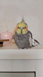 玄凤训练吹口哨最佳歌曲_玄凤学吹哨，选曲耐心教，增感情