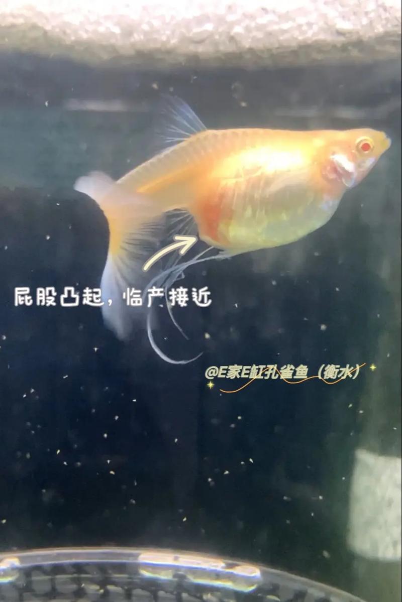 孔雀鱼繁殖前有啥征兆_孔雀鱼要生了,肚子方,生殖孔突,赶紧隔离备产房! 孔雀鱼繁殖前有啥征兆_孔雀鱼要生了,肚子方,生殖孔突,赶紧隔离备产房!