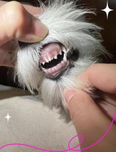 狗狗一般几个月换牙_狗狗换牙期护理指南