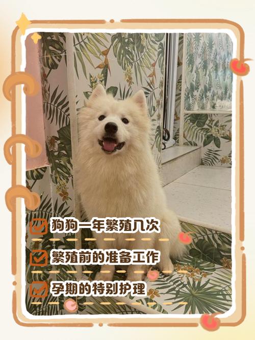 狗狗多久能适应新家_狗狗搬家别慌，耐心陪伴帮它适应！