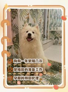 狗狗多久能适应新家_狗狗搬家别慌，耐心陪伴帮它适应！