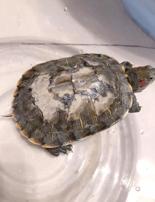 巴西龟死了8种征兆_巴西龟出现这些症状要警惕,需关爱照顾! 巴西龟死了8种征兆_巴西龟出现这些症状要警惕,需关爱照顾!