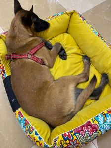 狗能吃海带丝吗_狗狗能吃海带丝，补充营养但勿过量