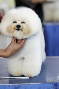 成年茶杯犬多少厘米_可爱小巧需呵护