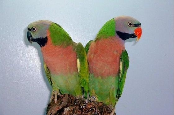 小菲胸鹦鹉说话清晰吗_绯胸鹦鹉学说话,幼鸟最佳期 小菲胸鹦鹉说话清晰吗_绯胸鹦鹉学说话,幼鸟最佳期