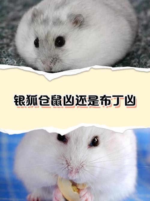 仓鼠发出滋滋滋叫很凶_仓鼠滋滋叫什么意思?解读小家伙的情绪 仓鼠发出滋滋滋叫很凶_仓鼠滋滋叫什么意思?解读小家伙的情绪