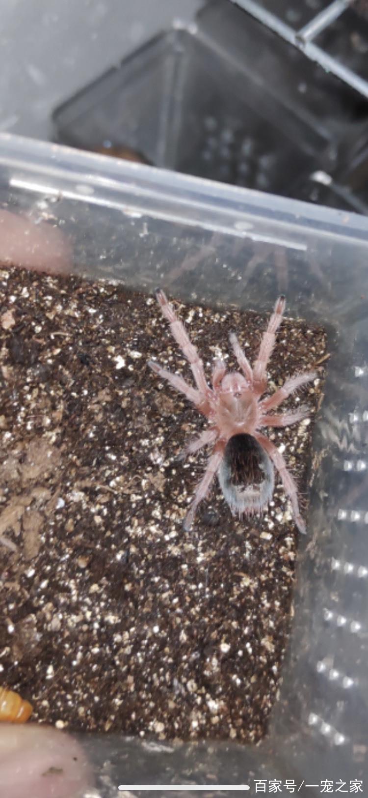 火玫瑰蜘蛛饲养环境_火玫瑰蜘蛛好养吗?饲养注意事项 火玫瑰蜘蛛饲养环境_火玫瑰蜘蛛好养吗?饲养注意事项