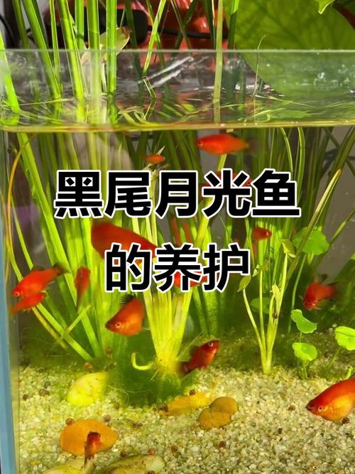 黑尾红月光鱼怎么养_好养易繁殖的观赏鱼 黑尾红月光鱼怎么养_好养易繁殖的观赏鱼
