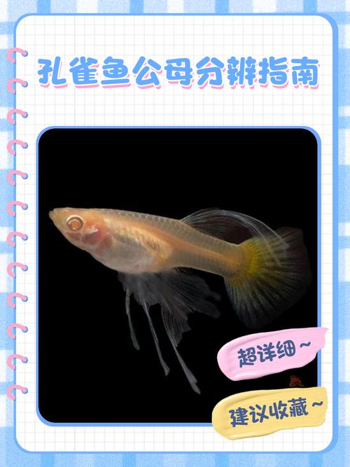 孔雀鱼公母对照图解_孔雀鱼公母怎么分?看体型背鳍尾鳍和胎斑 孔雀鱼公母对照图解_孔雀鱼公母怎么分?看体型背鳍尾鳍和胎斑