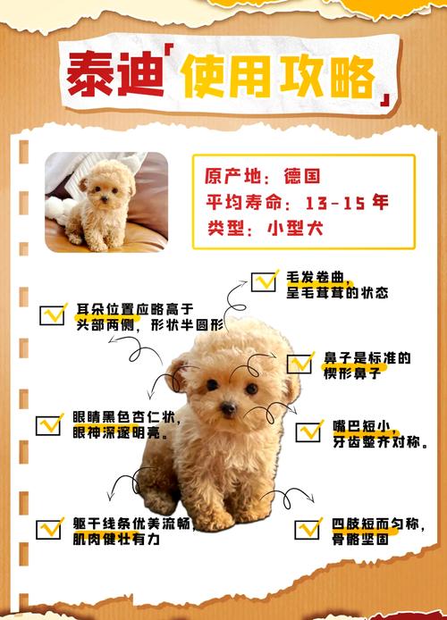 新手养泰迪建议公的还是母的_选泰迪犬？公母看喜好，健康性格最重要！