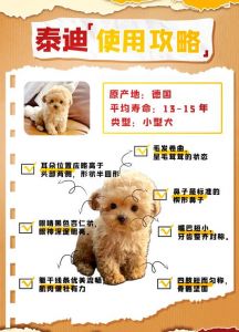 新手养泰迪建议公的还是母的_选泰迪犬？公母看喜好，健康性格最重要！