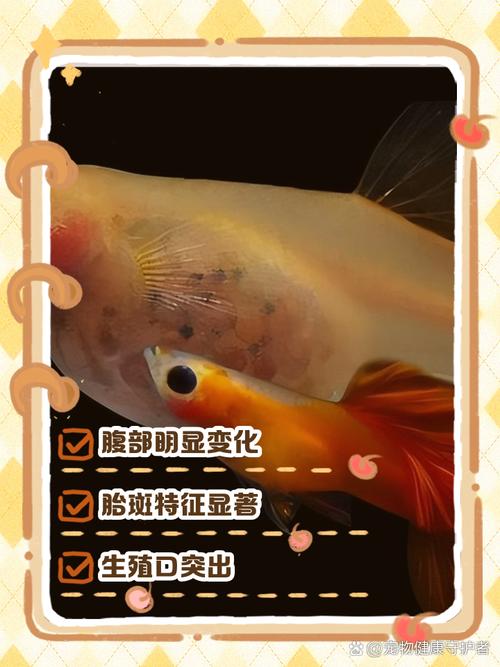 孔雀鱼繁殖征兆图_肚子方孔突出,快隔离! 孔雀鱼繁殖征兆图_肚子方孔突出,快隔离!
