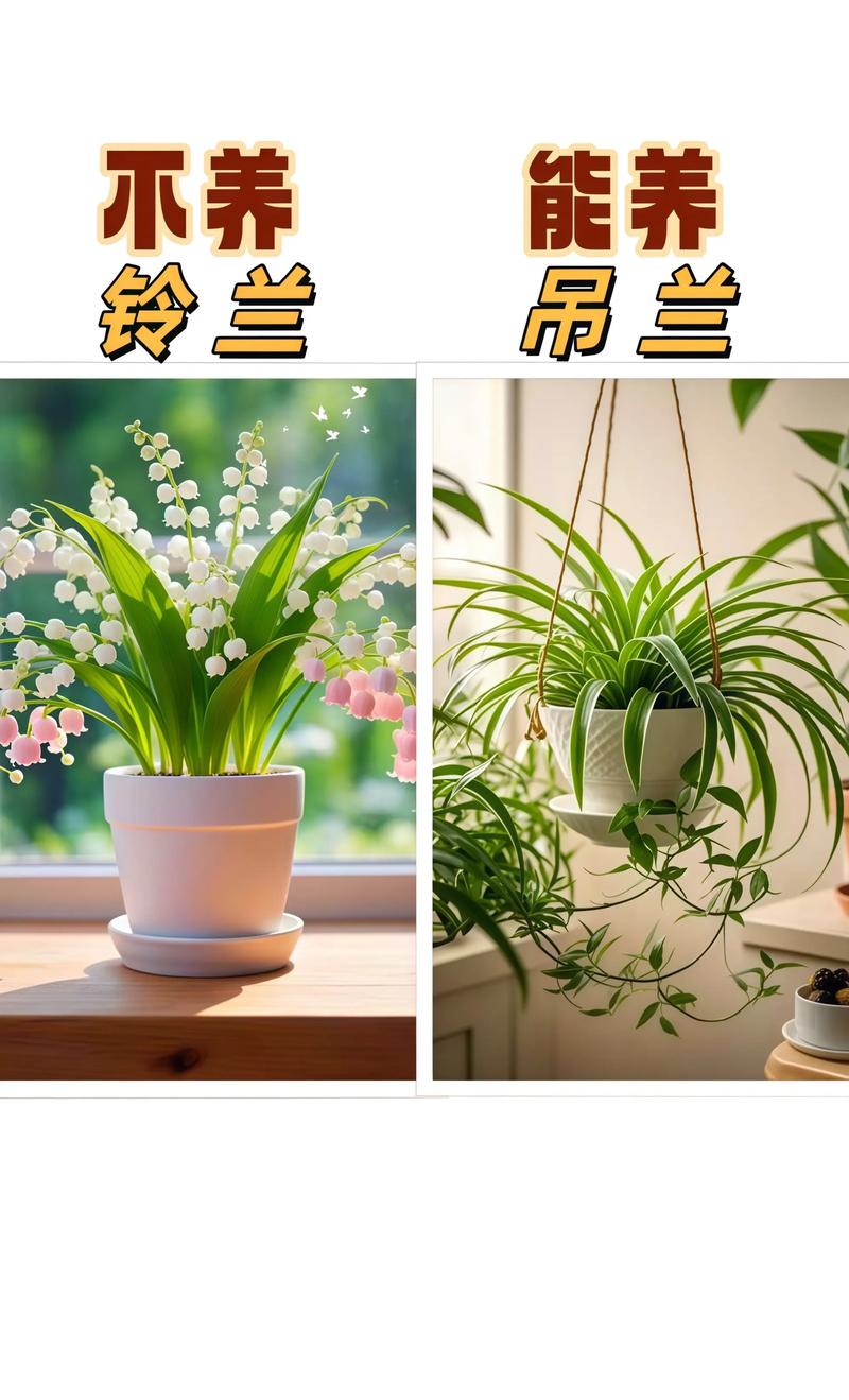 适合室内养的小型绿植_绿植美化家居,净化空气,新手易养选绿萝 适合室内养的小型绿植_绿植美化家居,净化空气,新手易养选绿萝