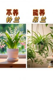 适合室内养的小型绿植_绿植美化家居，净化空气，新手易养选绿萝