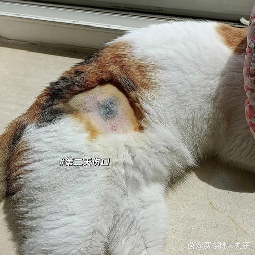 母猫持续发青怎么回事_母猫发情发青叫唤?绝育是关键! 母猫持续发青怎么回事_母猫发情发青叫唤?绝育是关键!