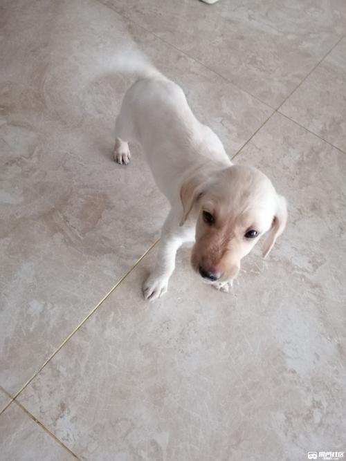 拉布拉多40天幼犬照片_纯真成长,可爱至极 拉布拉多40天幼犬照片_纯真成长,可爱至极