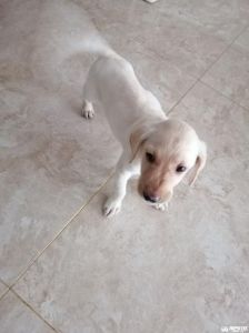 拉布拉多40天幼犬照片_纯真成长，可爱至极