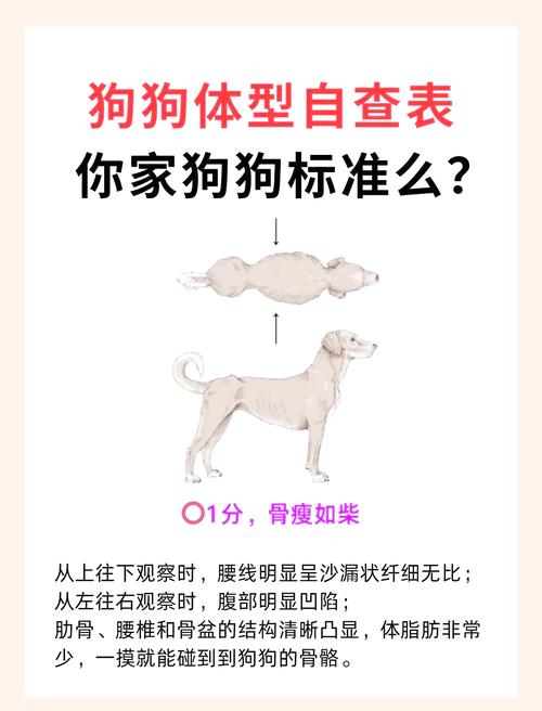 怎么样把狗子快速养胖_科学喂养助狗狗增重，均衡营养加适度运动