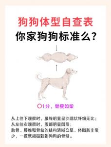 怎么样把狗子快速养胖_科学喂养助狗狗增重，均衡营养加适度运动