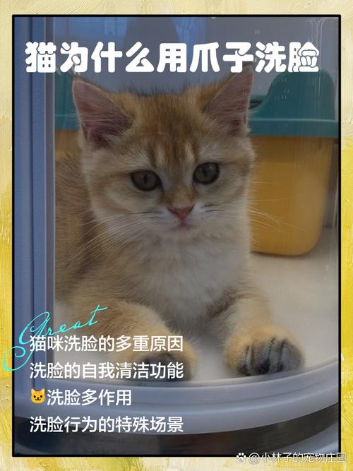 猫咪为什么用爪子洗脸_清洁减压标记领地 猫咪为什么用爪子洗脸_清洁减压标记领地