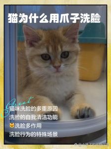 猫咪为什么用爪子洗脸_清洁减压标记领地