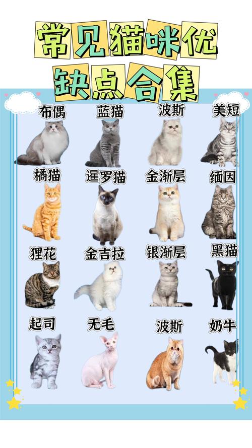 猫图片大全 品种_暹罗优雅伯曼高贵,英短圆胖惹人爱 猫图片大全 品种_暹罗优雅伯曼高贵,英短圆胖惹人爱