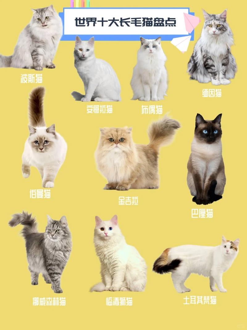 40种猫品种图片大全_选猫咪？折耳森林布偶看这里！