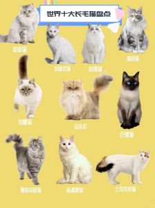 40种猫品种图片大全_选猫咪？折耳森林布偶看这里！
