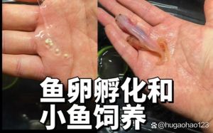 鱼下崽是一次性下完吗_孔雀鱼卵胎生，分批产仔，养护要点要知道！