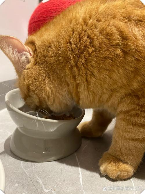 猫咪可以吃橘子吗_橘子喂猫有风险,别喂,安全水果更佳 猫咪可以吃橘子吗_橘子喂猫有风险,别喂,安全水果更佳