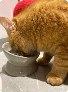 猫咪可以吃橘子吗_橘子喂猫有风险，别喂，安全水果更佳