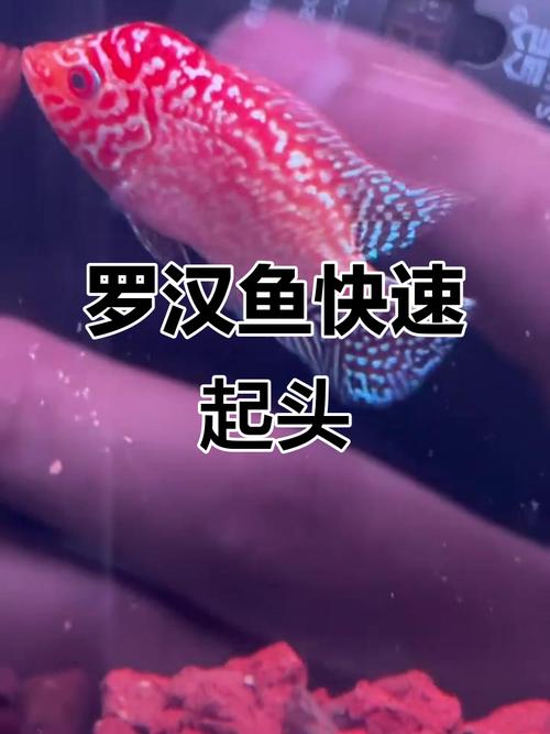 罗汉鱼起头的正确方法_罗汉鱼起头技巧与价值解析 罗汉鱼起头的正确方法_罗汉鱼起头技巧与价值解析