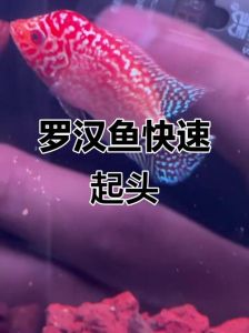 罗汉鱼起头的正确方法_罗汉鱼起头技巧与价值解析