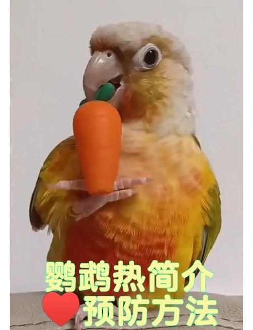 家里养鸟容易得鹦鹉热吗_养鸟需防鹦鹉热,注意卫生保健康 家里养鸟容易得鹦鹉热吗_养鸟需防鹦鹉热,注意卫生保健康
