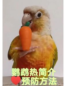 哪种鹦鹉容易得鹦鹉热_注意！鹦鹉热不只鹦鹉有，养鸟要防病！