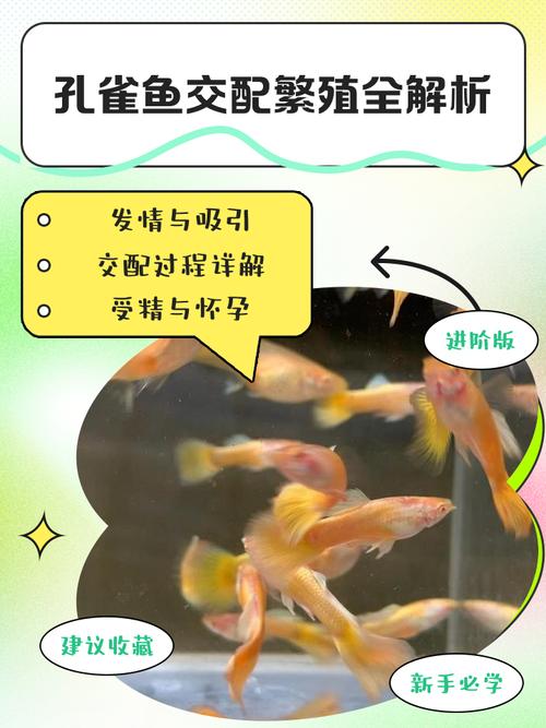 孔雀鱼20天繁殖一次_孔雀鱼快生,新手注意别太密! 孔雀鱼20天繁殖一次_孔雀鱼快生,新手注意别太密!