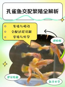 孔雀鱼20天繁殖一次_孔雀鱼快生，新手注意别太密！