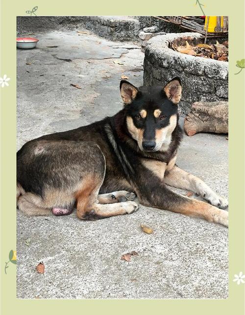 十大穷人最好养的狗_选狗看预算！土狗省钱易养，泰迪聪明需打理