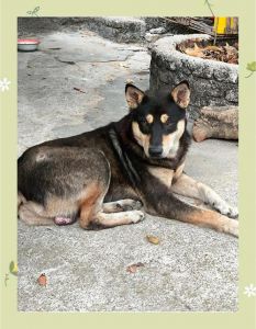 十大穷人最好养的狗_选狗看预算！土狗省钱易养，泰迪聪明需打理