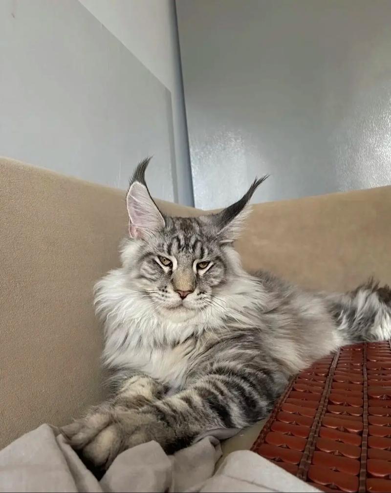 大猫品种大全及图片_缅因浣熊萨凡纳猫等 大猫品种大全及图片_缅因浣熊萨凡纳猫等