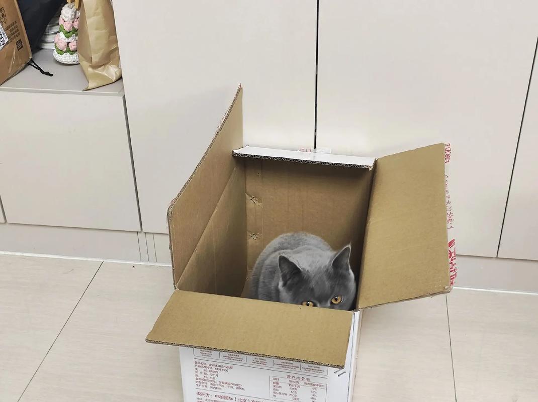 装猫咪的盒子要垫什么_小猫选1号箱，胆小选封闭，硬质耐用