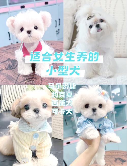中小型狗狗品种_选只适合你的可爱伙伴 中小型狗狗品种_选只适合你的可爱伙伴