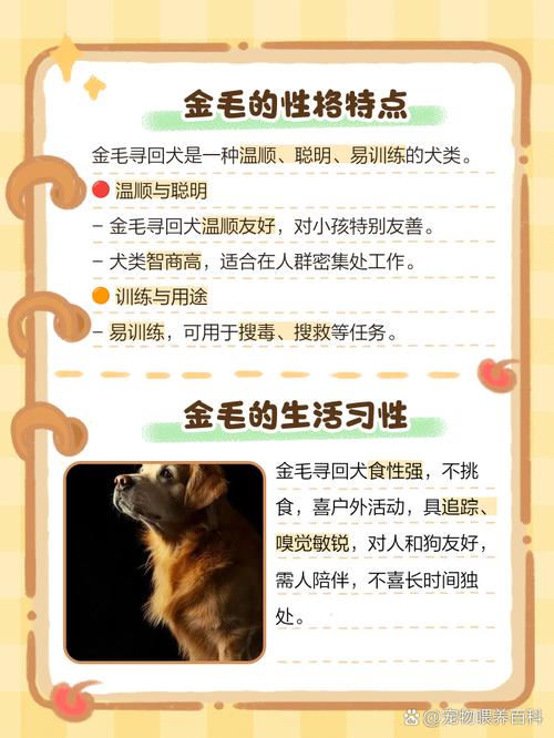 金毛看年龄图解_金毛犬年龄判断小窍门 金毛看年龄图解_金毛犬年龄判断小窍门