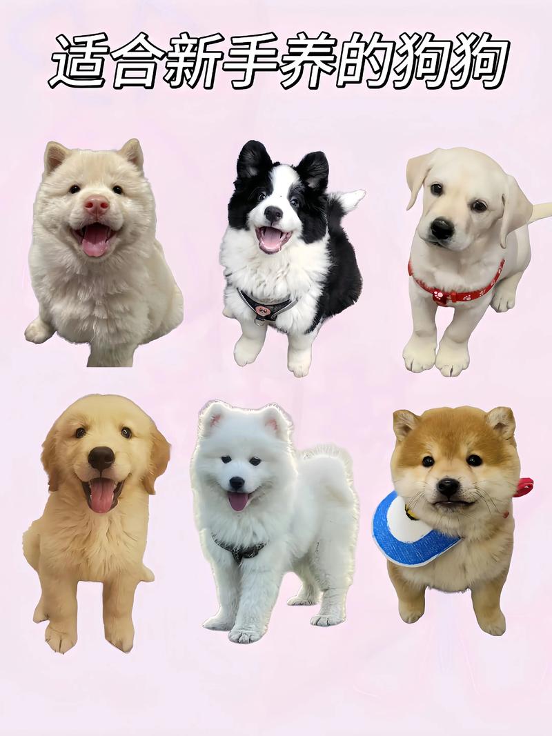 比较好养的小型犬_泰迪雪纳瑞马尔济斯比熊