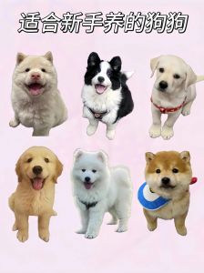 比较好养的小型犬_泰迪雪纳瑞马尔济斯比熊