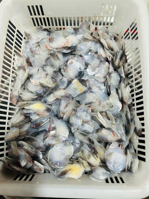 红绿灯鱼鳞片炸起来_观赏鱼炸鳞别误判,行为观察是关键 红绿灯鱼鳞片炸起来_观赏鱼炸鳞别误判,行为观察是关键