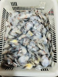 红绿灯鱼鳞片炸起来_观赏鱼炸鳞别误判，行为观察是关键