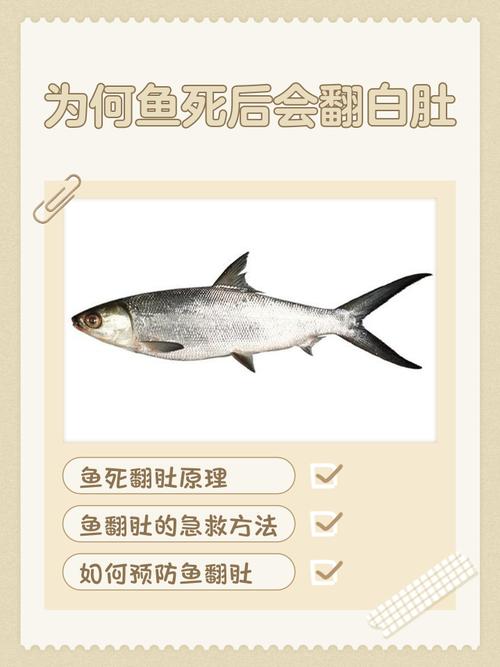 鱼肚子朝上但是还活着怎么办_鱼肚子朝上还活着怎么办? 鱼肚子朝上但是还活着怎么办_鱼肚子朝上还活着怎么办?