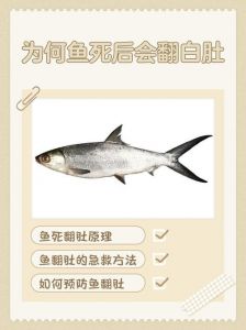 鱼肚子朝上但是还活着怎么办_鱼肚子朝上还活着怎么办？